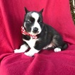 Small Photo #1 Siberian Husky Puppy For Sale in PEACH BOTTOM, PA, USA