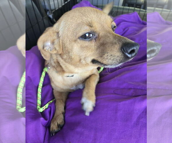 Medium Photo #4 Chihuahua Puppy For Sale in Mount Laurel, NJ, USA