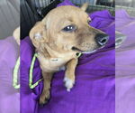 Small #3 Chihuahua