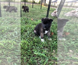 Akita Puppy for sale in REEDS SPRING, MO, USA
