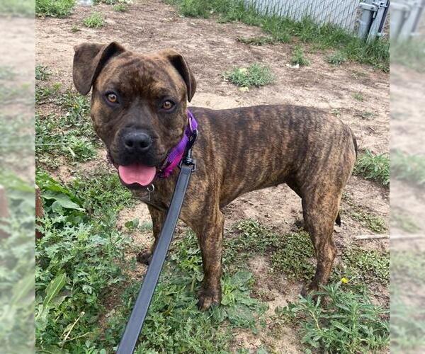 Medium Photo #1 Staffordshire Bull Terrier Puppy For Sale in Aurora, CO, USA