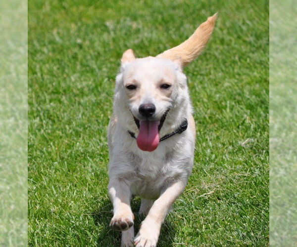 Medium Photo #3 Chihuahua-Unknown Mix Puppy For Sale in Bellevue, WA, USA