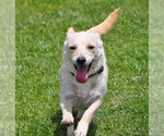 Small #2 Chihuahua Mix
