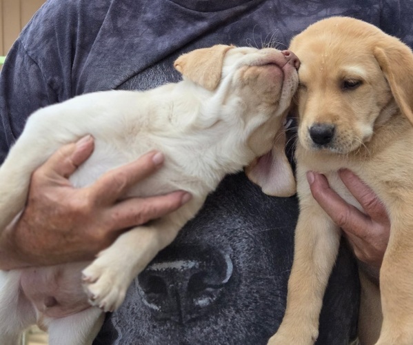 Medium Photo #3 Labrador Retriever Puppy For Sale in GRAHAM, WA, USA