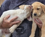 Small #2 Labrador Retriever