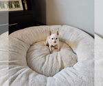 Small #2 Chihuahua