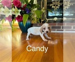 Puppy Candy Beagle