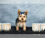 Small Photo #7 Yorkshire Terrier Puppy For Sale in WARSAW, IN, USA