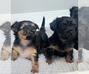 Morkie-Yorkshire Terrier Mix Puppy for sale in ROUND LAKE BEACH, IL, USA