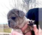 Small Photo #10 French Bulldog Puppy For Sale in PUEBLO, CO, USA