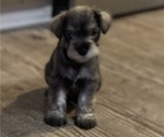 Small Photo #2 Schnauzer (Miniature) Puppy For Sale in AUGUSTA, GA, USA