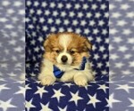 Small Photo #6 Fox Terrier (Smooth)-Pomeranian Mix Puppy For Sale in LEOLA, PA, USA