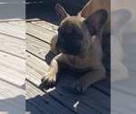 Small Photo #6 French Bulldog Puppy For Sale in SIOUX FALLS, SD, USA