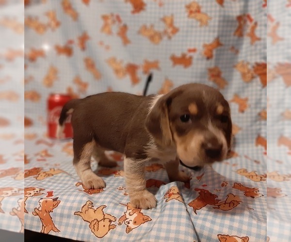 Medium Photo #2 Beagle Puppy For Sale in CARTHAGE, TX, USA