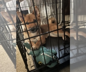Shiba Inu Puppy for sale in OSHKOSH, WI, USA