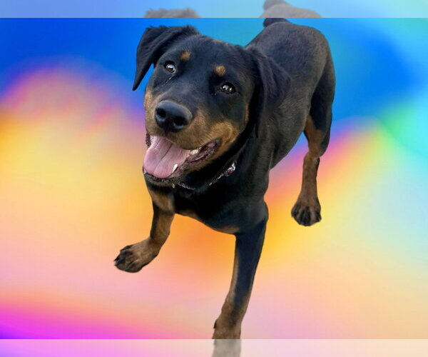 Medium Photo #3 Rottweiler Puppy For Sale in Gilbert, AZ, USA