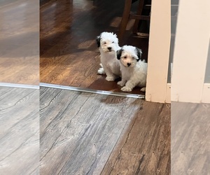 YorkiePoo Puppy for sale in CHICAGO, IL, USA