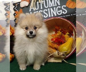 Pomeranian Puppy for sale in CASSVILLE, MO, USA