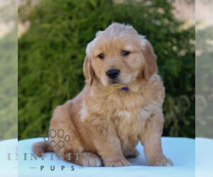 Golden Retriever Puppy for sale in LITITZ, PA, USA