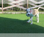 Small Photo #3 Mutt Puppy For Sale in Chestertown, MD, USA