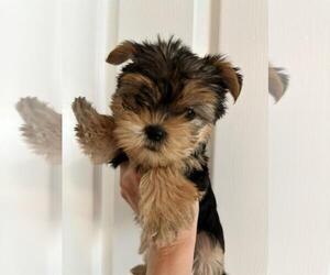 Yorkshire Terrier Puppy for Sale in MESA, Arizona USA