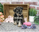 Dior - Female Schnauzer (Miniature) Puppy for Sale - Photo #2