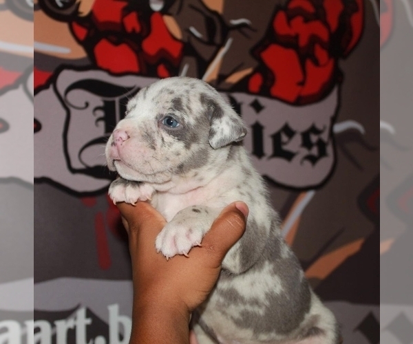 Medium Photo #6 American Bully Puppy For Sale in HIRAM, GA, USA