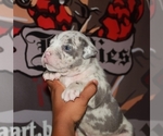 Small Photo #6 American Bully Puppy For Sale in HIRAM, GA, USA