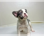 Small #8 French Bulldog