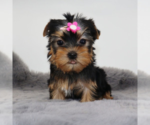 Yorkshire Terrier Puppy for sale in LOS ANGELES, CA, USA