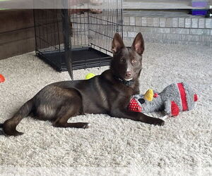 Australian Kelpie-Siberian Husky Mix Dogs for adoption in Omaha, NE, USA