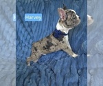 Small #2 Faux Frenchbo Bulldog