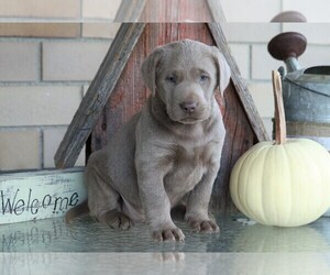 Labrador Retriever Puppy for sale in FREDERICKSBG, OH, USA