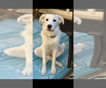 Small Photo #6 Great Pyrenees Puppy For Sale in Spring, TX, USA
