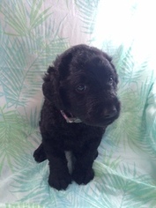 Labradoodle Puppy for sale in KANEOHE, HI, USA