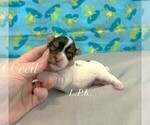 Small #1 Yorkshire Terrier
