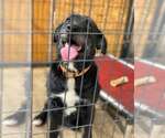 Small #1 Labradoodle