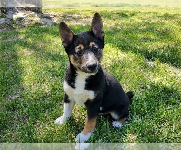 Medium Photo #2 Shiba Inu Puppy For Sale in CLARK, MO, USA