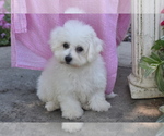 Small #3 Bichon Frise