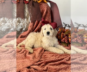 Goldendoodle Puppy for sale in ROCKVALE, TN, USA