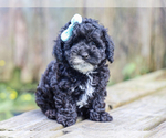 Small #4 Cocker Spaniel-Poodle (Miniature) Mix