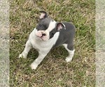 Small #10 Boston Terrier