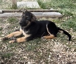 Small Photo #2 German Shepherd Dog Puppy For Sale in SUMPTER TWP, MI, USA