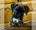 Puppy Mr Black Boxer