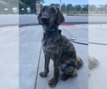Small #2 Greyhound Mix