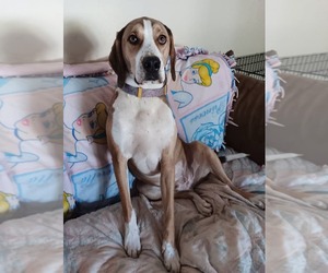 Cassio - Male Mutt Dog for Adoption - Photo #4