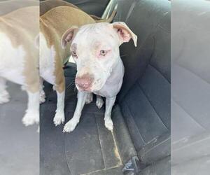 American Staffordshire Terrier Dogs for adoption in San Antonio, TX, USA