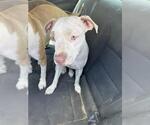 Small American Staffordshire Terrier