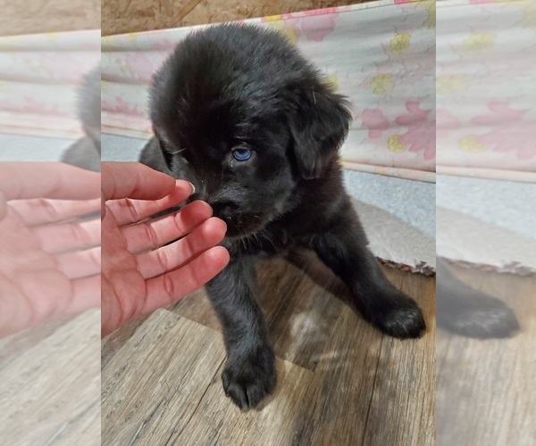 Medium Photo #21 Goberian Puppy For Sale in BEAVER DAM, WI, USA