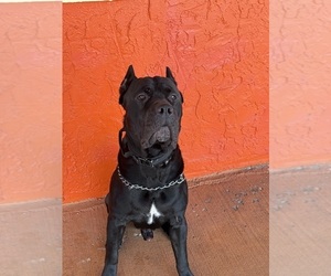 Father of the Cane Corso puppies born on 10/01/2025